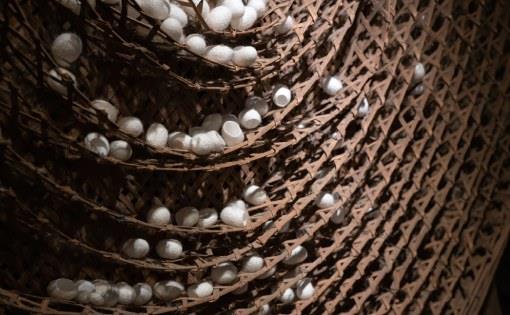 Characteristics of silk filament at different layers of mulberry and tasar cocoons